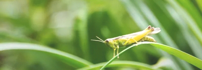 �J�G���E���̉�