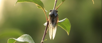 �Z�~�̖����E�@�B��