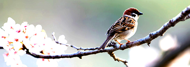 �X�s�[�J�[�̐ݒu�ʒu�̐��� /�ǖʂ���̑����̏ꍇ